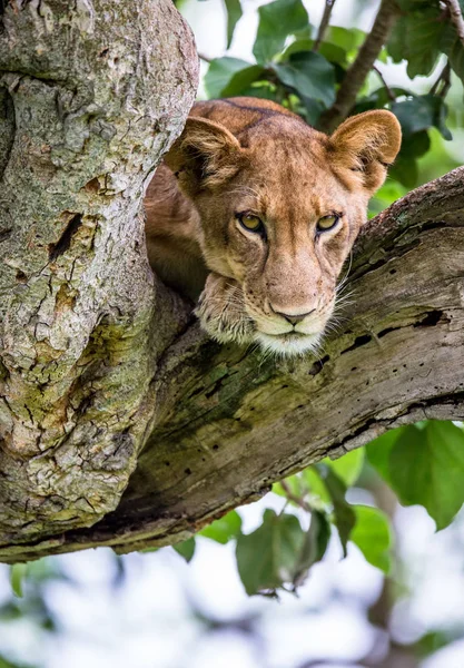 Portrait of Lioness on tree — Stock Photo, Image