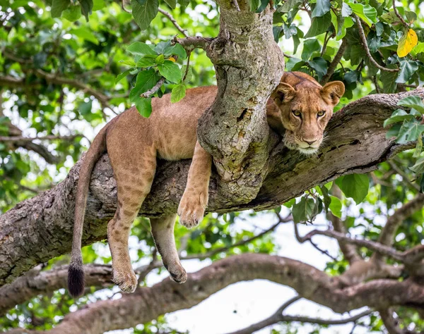 Leoa deitada na árvore — Fotografia de Stock