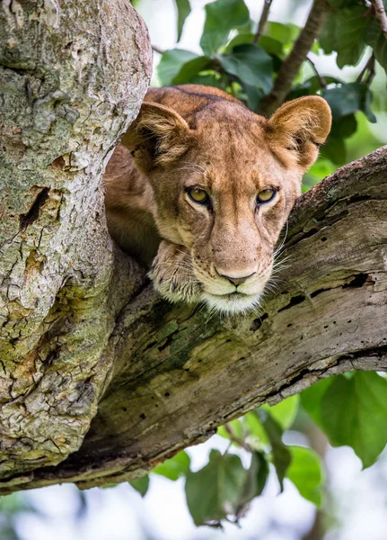 Leona acostada en el árbol —  Fotos de Stock