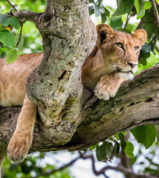 Lejoninna liggande på träd — Stockfoto