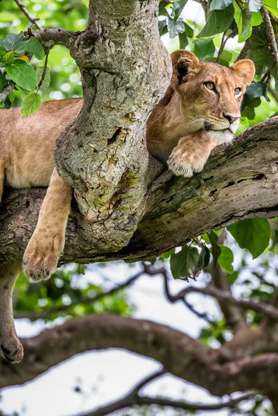 木の上に横たわるライオン — ストック写真
