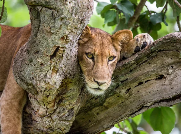 Portrét lvice na stromě — Stock fotografie
