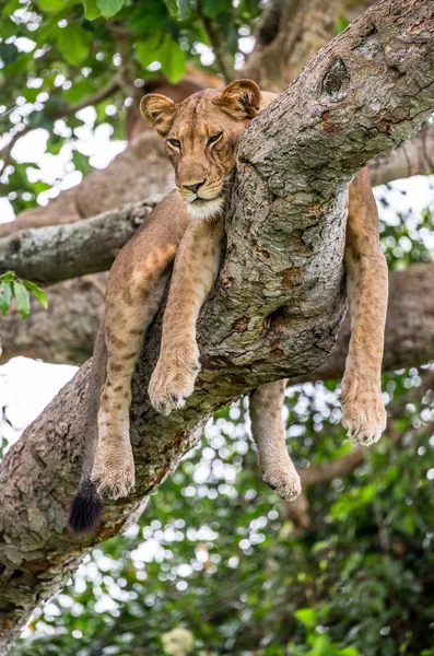 Leona acostada en el árbol — Foto de Stock