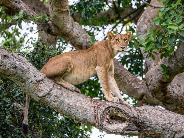 Lwica na wielkim drzewie — Zdjęcie stockowe