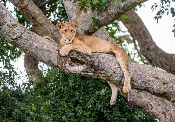 Leona acostada en el árbol — Foto de Stock