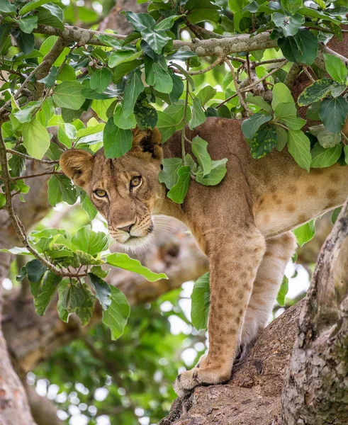 Lioness på stort träd — Stockfoto