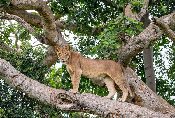 Lioness på stort träd — Stockfoto