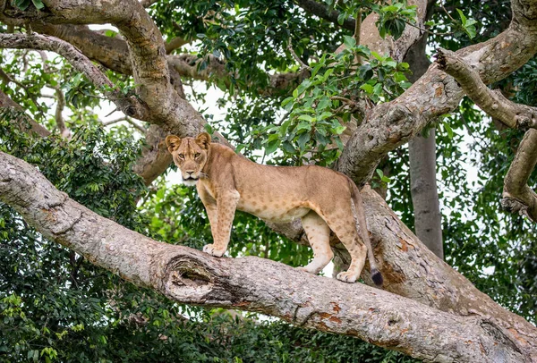 Lioness on big tree — Stock Photo, Image