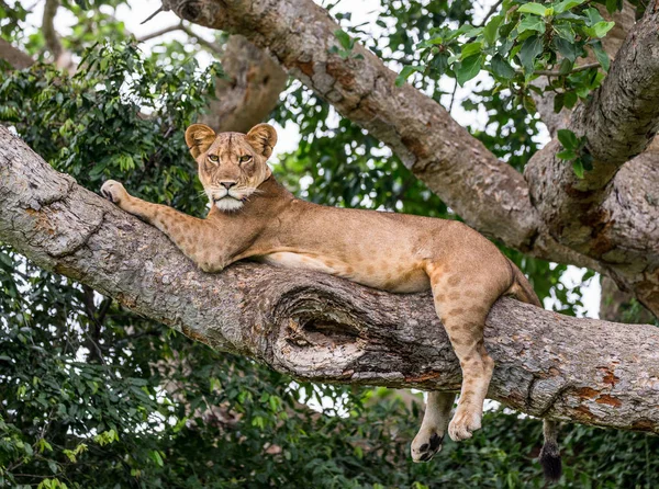 Lioness lying on tree — Stock Photo, Image