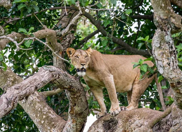 Lioness on big tree — Stock Photo, Image