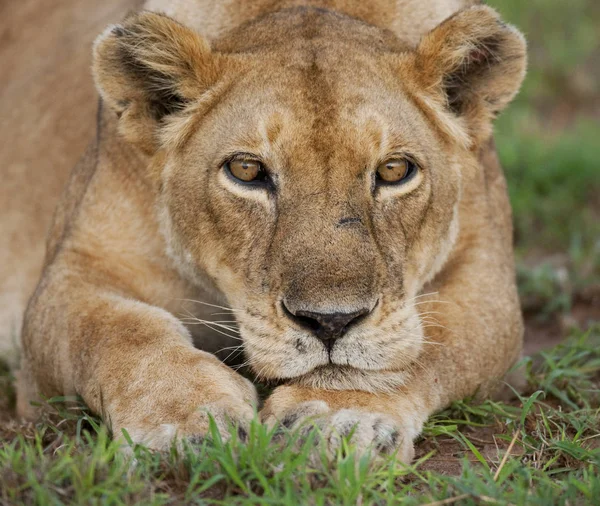 Ritratto ravvicinato della leonessa — Foto Stock