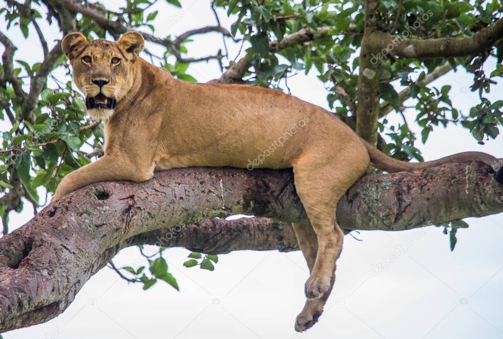 Lioness lying on big tree