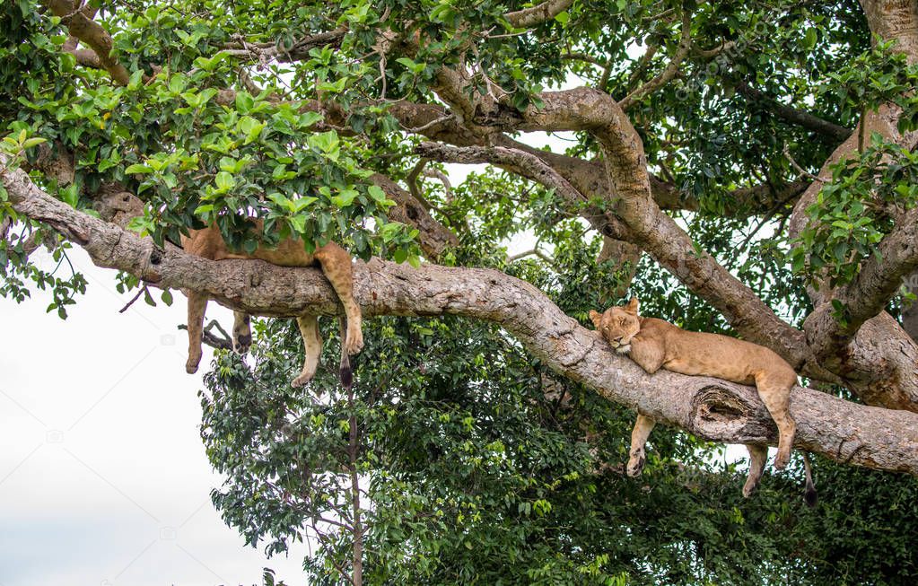 Two lionesses on big tree