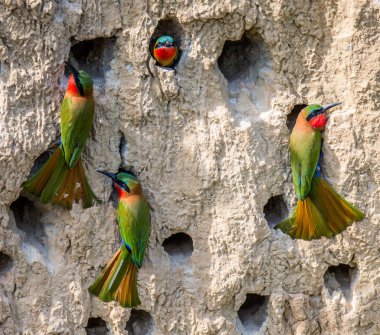 Bee-eaters büyük kolonisi