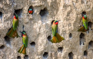 Bee-eaters büyük kolonisi