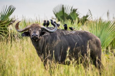 Savannah ile kuşlar sırtında buffalo