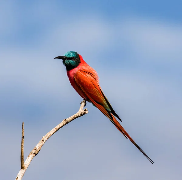 Carmine Bee-eater sits on branch — Stock Photo, Image