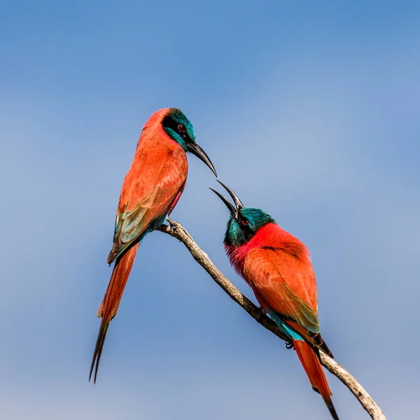 Due mangiatori di carminio — Foto Stock