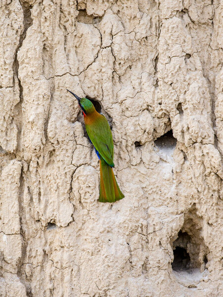 Bee-eater sits near its hole.