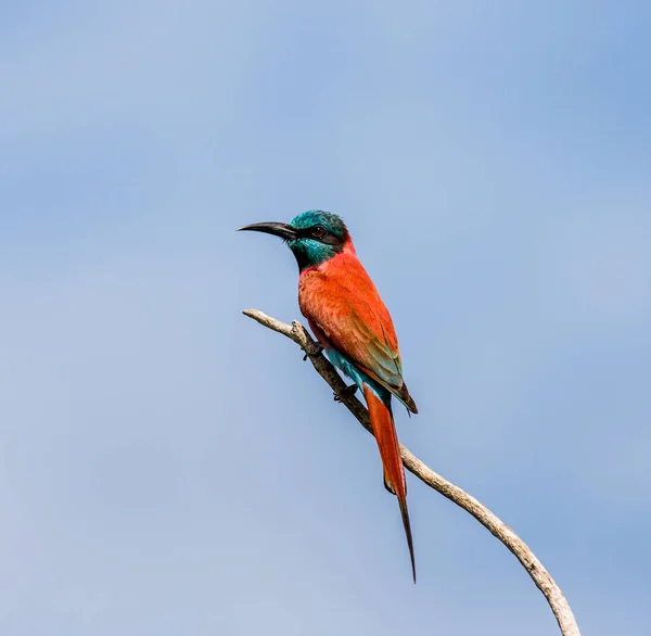 Carmine Bee-eater si siede sul ramo — Foto Stock