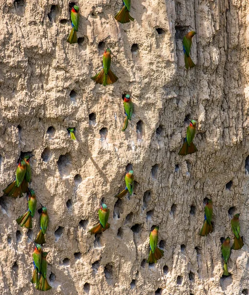 Big colony of Bee-eaters — Stock Photo, Image