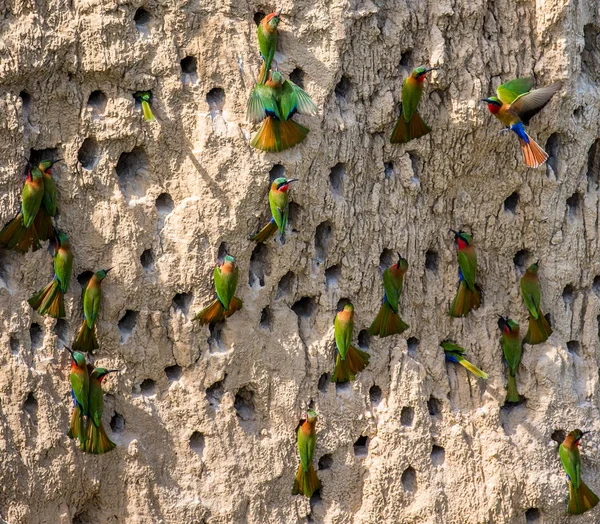 Big colony of Bee-eaters — Stock Photo, Image