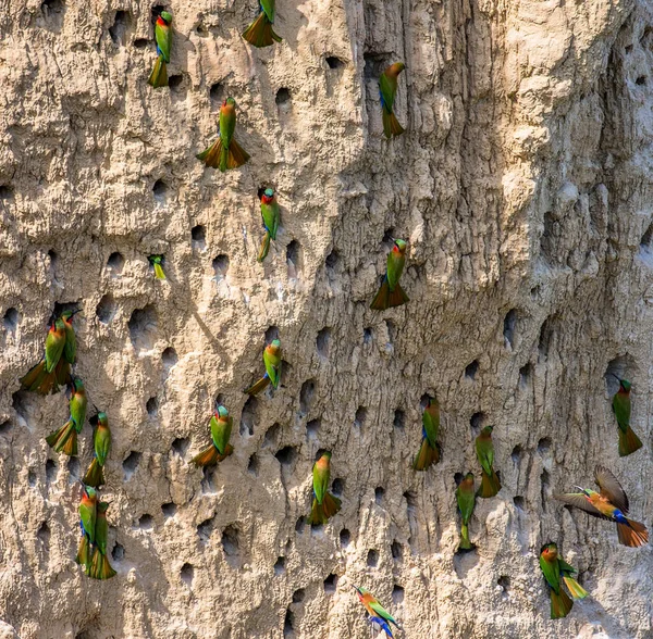 Bee-eaters büyük kolonisi — Stok fotoğraf