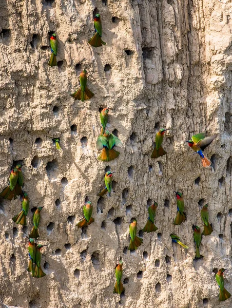 Bee-eaters büyük kolonisi — Stok fotoğraf