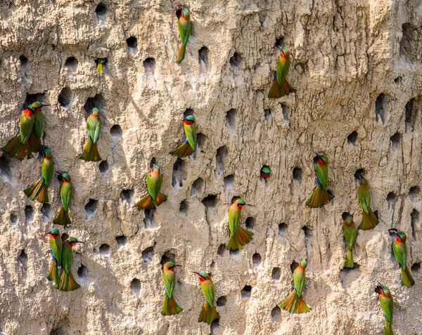 Big colony of Bee-eaters