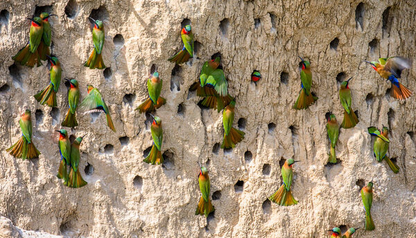 Big colony of Bee-eaters