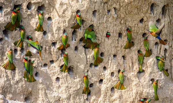 Bee-eaters의 큰 식민지 — 스톡 사진