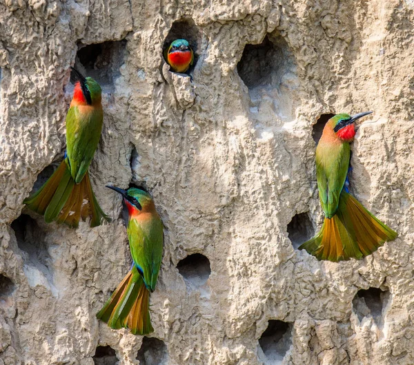 Bee-eaters büyük kolonisi — Stok fotoğraf