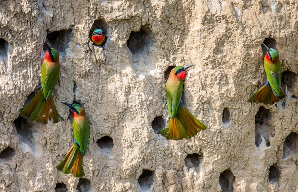 Big colony of Bee-eaters — Stock Photo, Image