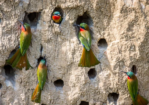 Bee-eaters büyük kolonisi — Stok fotoğraf