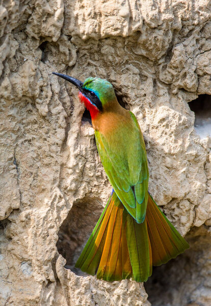 Bee-eater sits near its hole.