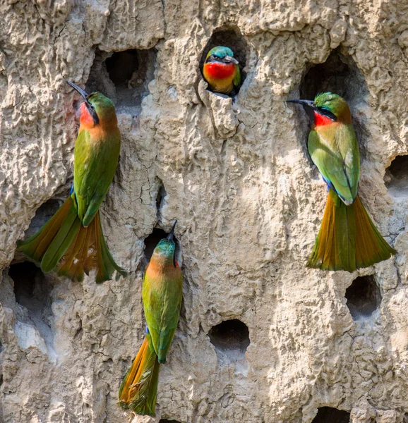 Bee-eaters büyük kolonisi — Stok fotoğraf