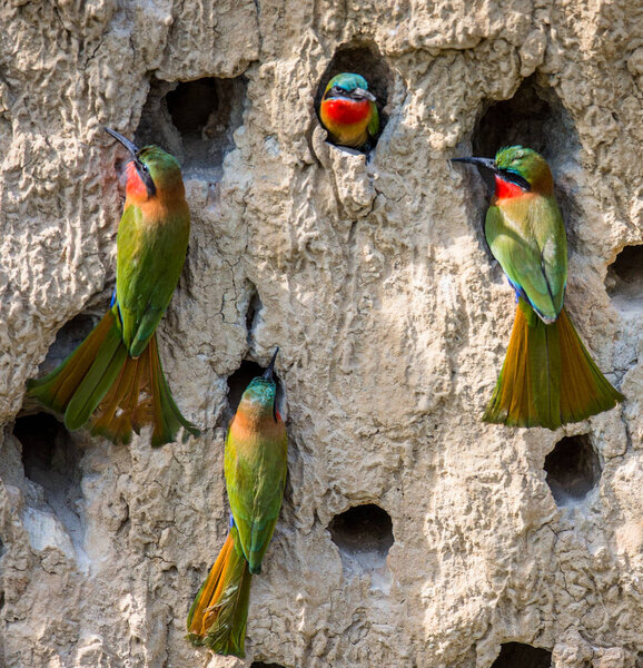 Big colony of Bee-eaters