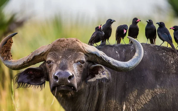Buffalo em savana com pássaros nas costas — Fotografia de Stock