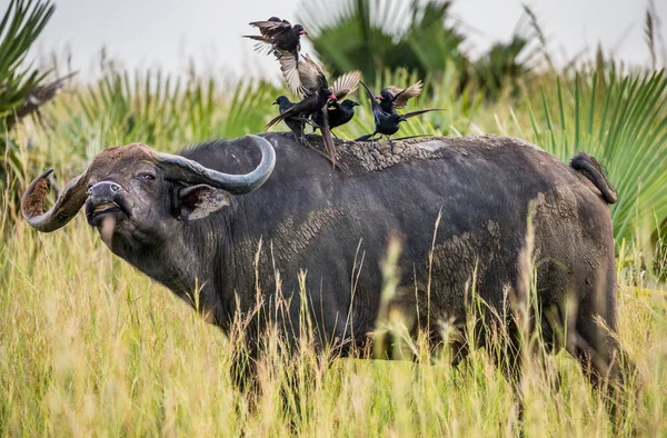 Buffalo in savanne met vogels op zijn rug — Stockfoto