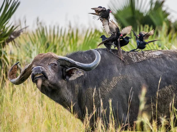 水牛与鸟在它背上的大草原 — 图库照片