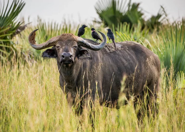 Buffalo in savanne met vogels op zijn rug — Stockfoto