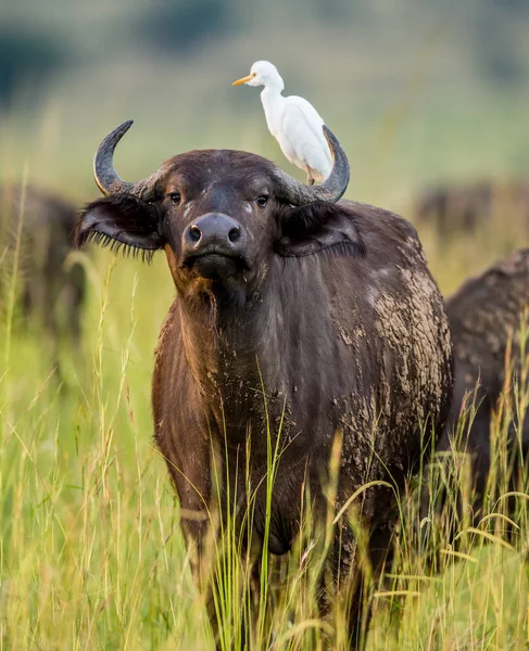 Buffalo med vit Häger på ryggen — Stockfoto