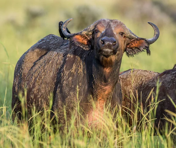 Buffalo em savana com pássaro nas costas — Fotografia de Stock