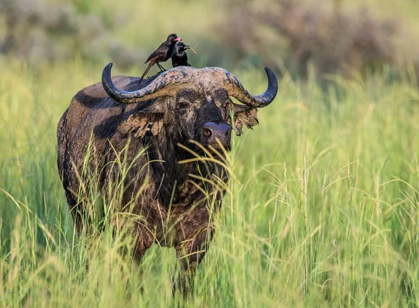 Buffalo em savana com pássaros nas costas — Fotografia de Stock