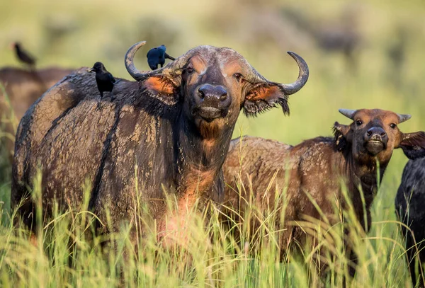 Buffalo em savana com pássaros nas costas — Fotografia de Stock