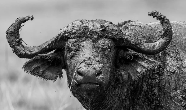 Retrato de um búfalo em savana . — Fotografia de Stock