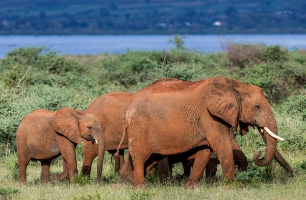 Слоны в Муршизонском фольклоре — стоковое фото