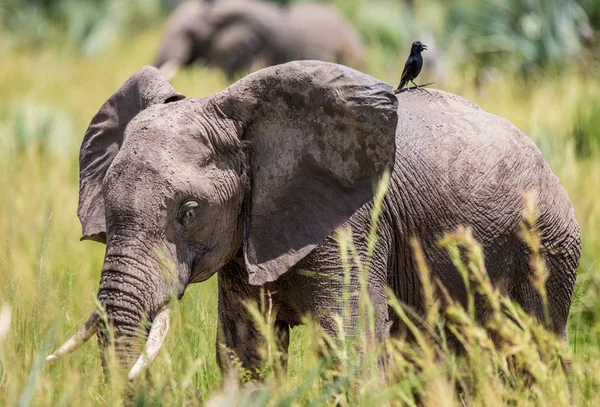 Слон ходит по траве — стоковое фото