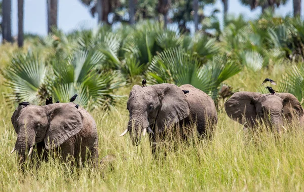 Group of elephants walks along grass — Stock Photo, Image