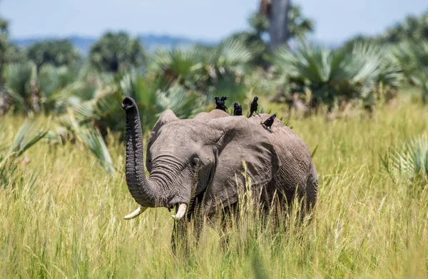 Elefante caminha ao longo da grama — Fotografia de Stock